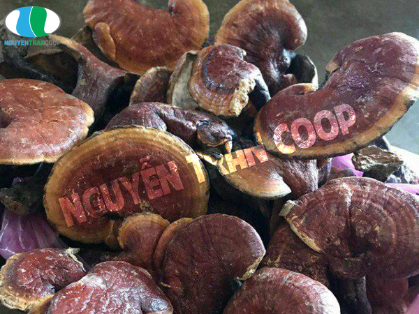 Tác dụng của Nấm Lim Xanh đối với các cơn đau tim