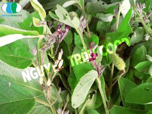 Thảo dược Cây An Xoa và công dụng ít người biết