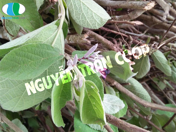 Thảo dược Cây An Xoa và công dụng ít người biết