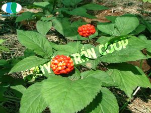 Thảo dược quý Tam Thất Bắc trồng ở đâu thì tốt nhất?