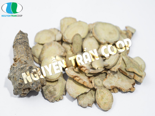 Thảo dược quý Tam Thất Bắc trồng ở đâu thì tốt nhất?