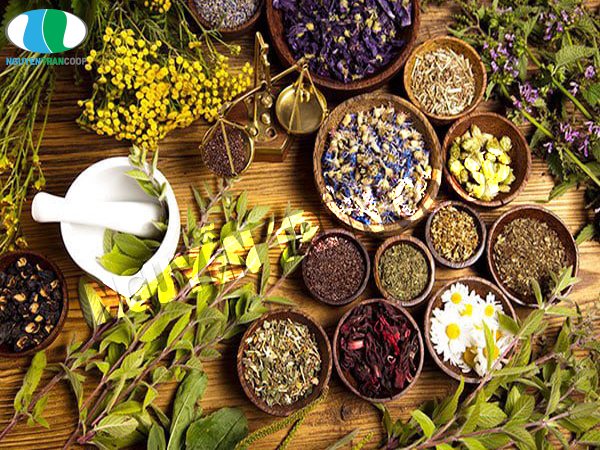 Thực hư khả năng chữa bệnh ung thư bằng thuốc nam