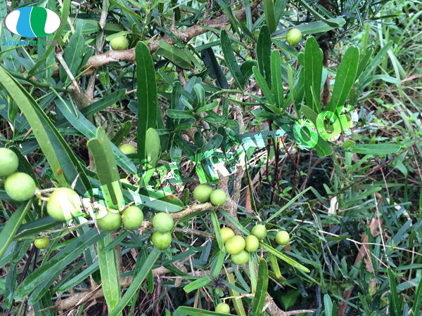 Thực hư tác dụng Xáo Tam Phân chữa ung thư gan?