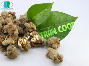 Tìm lời giải đáp cho bài thuốc Tam Thất Bắc chữa ung thư