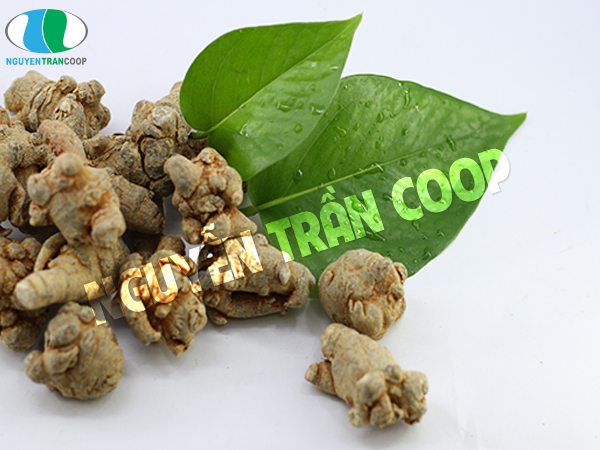 Tìm lời giải đáp cho bài thuốc Tam Thất Bắc chữa ung thư