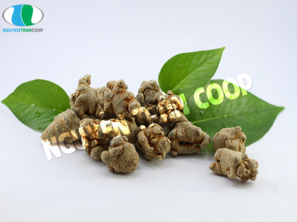 Tìm lời giải đáp cho bài thuốc Tam Thất Bắc chữa ung thư