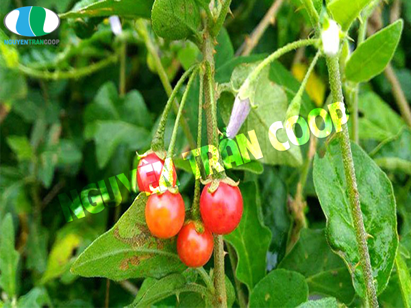 Top 4 loại thảo dược giải độc gan tốt nhất