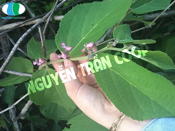 Uống Cây An Xoa có tác dụng gì? Cách dùng ra sao?