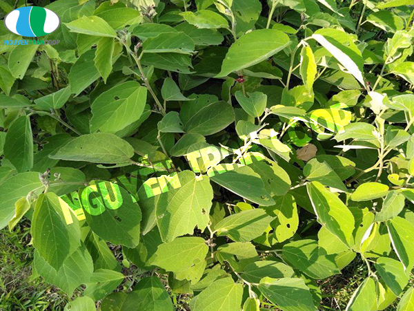 Uống Cây An Xoa có tác dụng gì? Cách dùng ra sao?