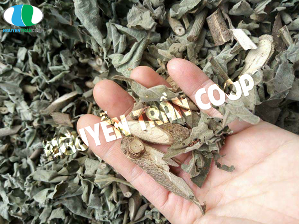 Cách nấu Cây An Xoa chữa bệnh gan