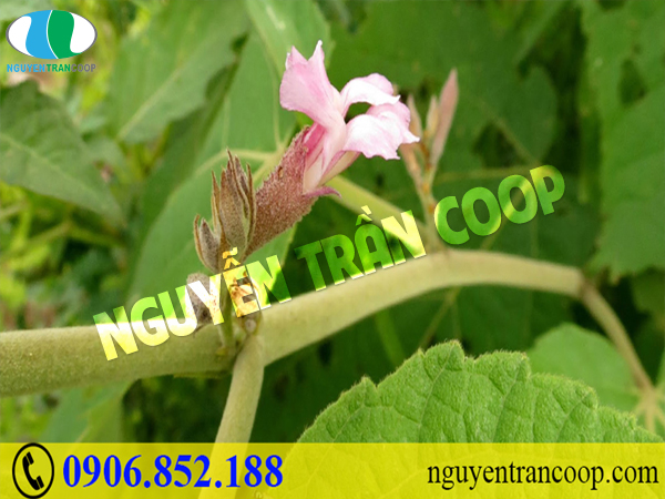 Cách trồng Cây An Xoa và những bí quyết giúp ươm giống hiệu quả