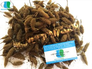 Cách trồng Cây An Xoa