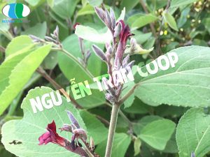 Cây An Xoa có vị gì? Có dễ uống hay không?