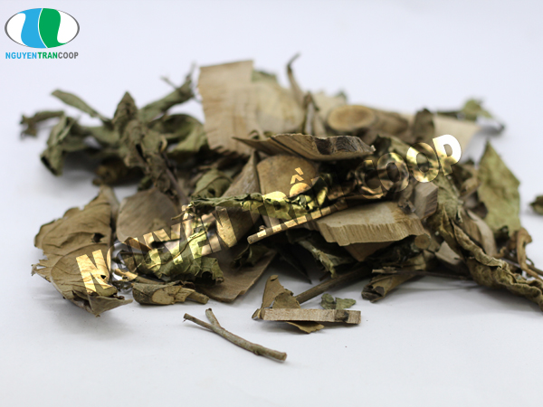 Cây an xoa xạ đen