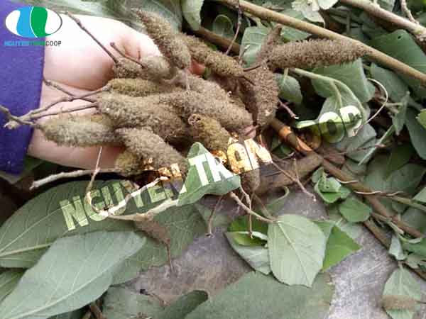 Đặc điểm Cây An Xoa 2