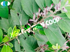 Đặc điểm Cây An Xoa