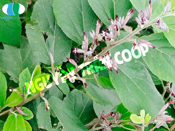 Đặc điểm Cây An Xoa 1