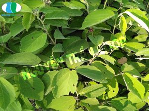 Địa chỉ mua Cây An Xoa tại TPHCM