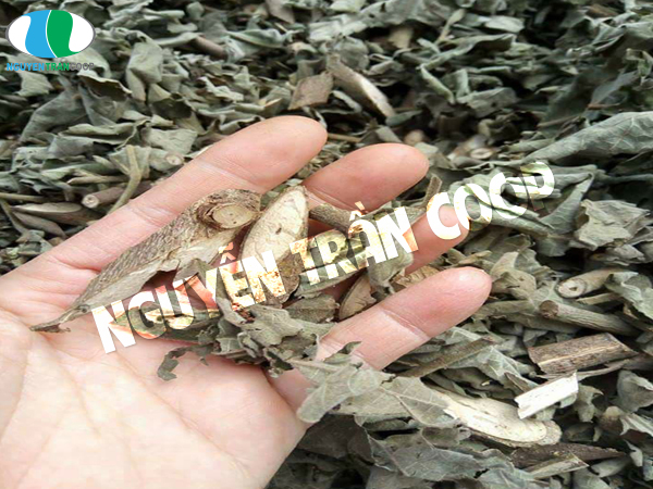 Dùng Cây An Xoa có giảm cân không?