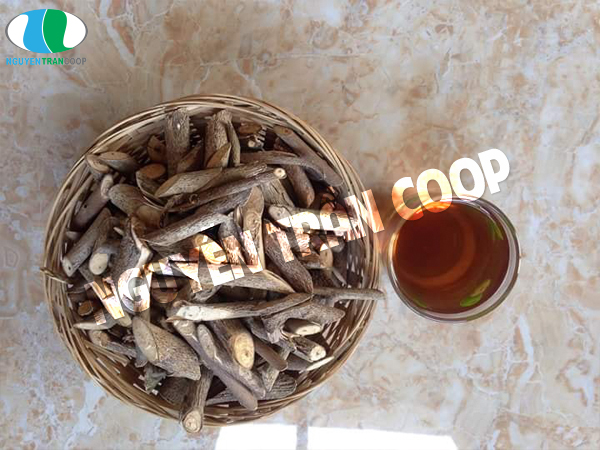 cây an xoa khô 1