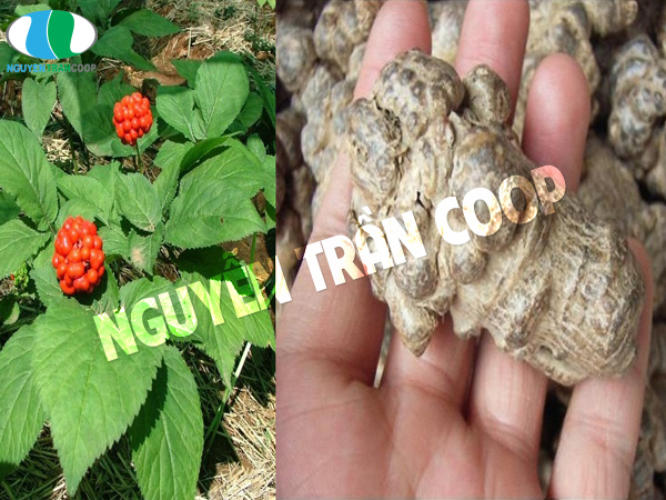 Lợi ích của Tam Thất Bắc 2