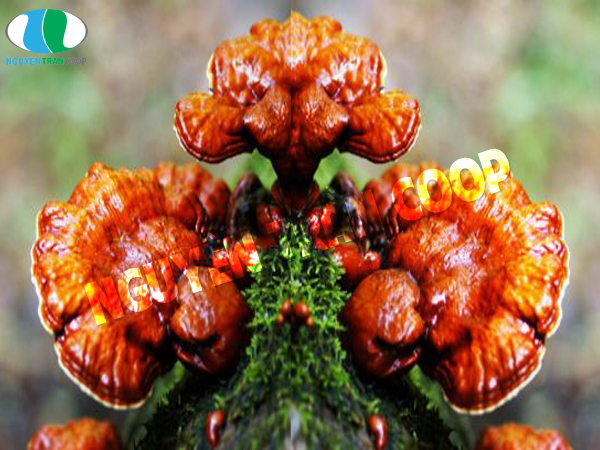 Nấm Lim Xanh chữa bệnh gì? 