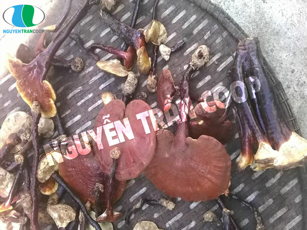 Nấm Lim Xanh chữa bệnh gì ? 1