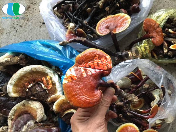 Nấm Lim Xanh chữa bệnh gì? Vì sao nó lại quý đến vậy?