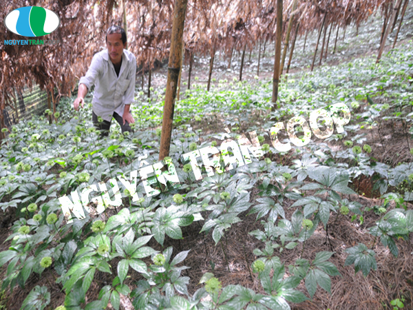 Tam thất bắc trị u bưới 2