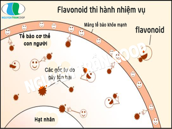 công dụng của Flavonoid