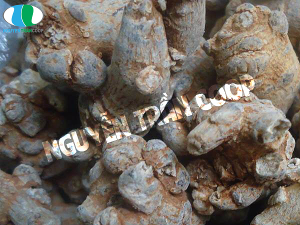 Tam Thất Bắc giá bao nhiêu tiền 