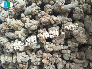 Tam Thất Bắc giá bao nhiêu