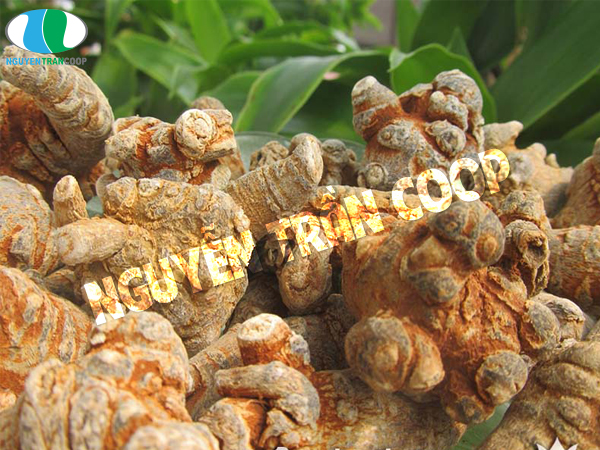 Tam Thất Bắc giá bao nhiêu 2