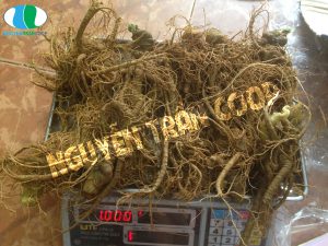 Cách dùng tam thất bắc