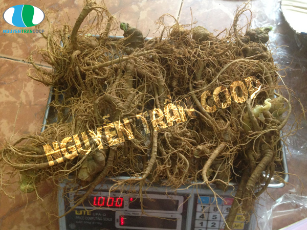 Cách dùng tam thất bắc 1