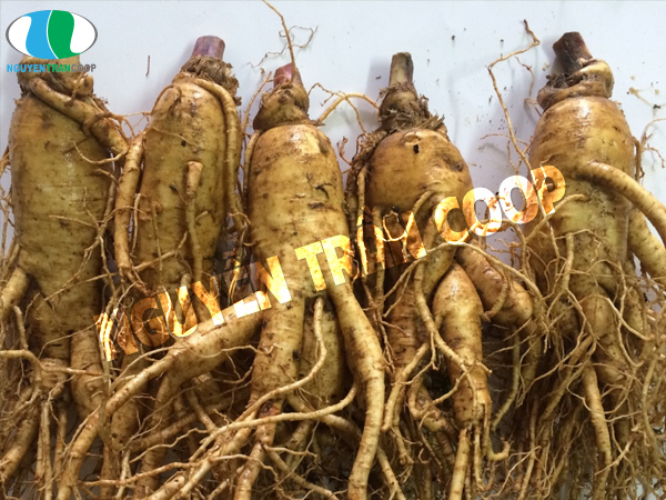 Sâm hàn quốc chính hãng