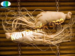 Uống sâm có béo không