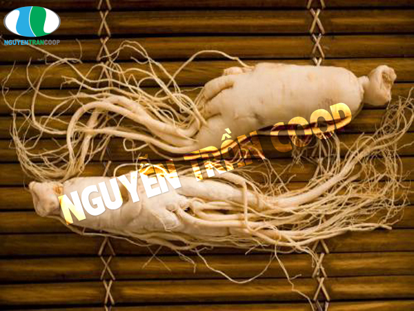 uống sâm theo chỉ dẫn