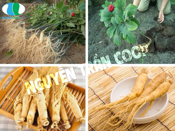 Uống sâm lúc đói