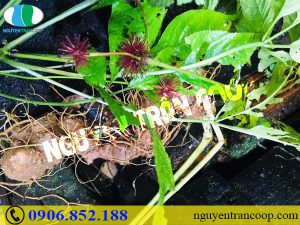 Bài thuốc chữa thiếu máu từ loài sâm quý của Việt Nam