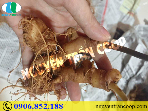 Bài thuốc chữa thiếu máu từ loài sâm quý của Việt Nam