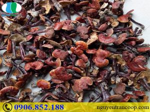 Bạn có đang dùng sai cách nấu Nấm Lim Xanh hay không?