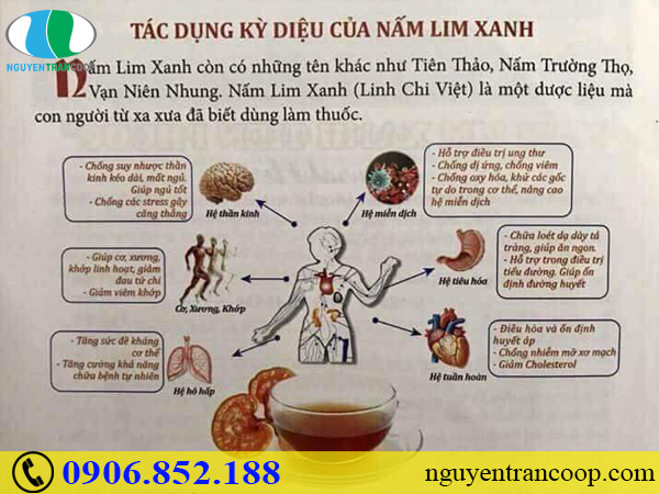 Bạn có đang dùng sai cách nấu Nấm Lim Xanh hay không?