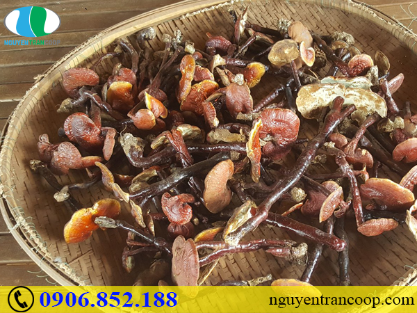 Bạn có đang dùng sai cách nấu Nấm Lim Xanh hay không?