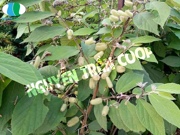 Bệnh gan lây qua đường gì? Phòng tránh có khó không?