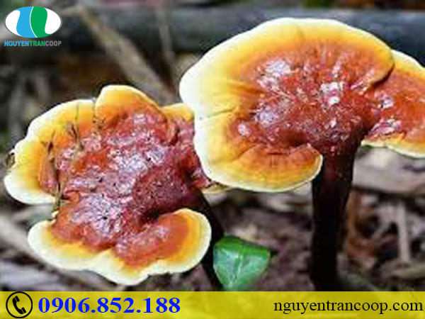 Cách chữa nhức mỏi xương khớp tại nhà dễ làm nhất