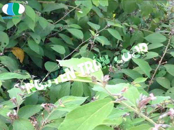 Cách hạ men gan hiệu quả bằng cây thuốc nam