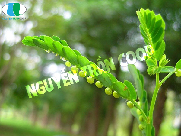 Cách hạ men gan hiệu quả bằng cây thuốc nam