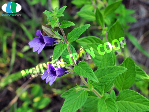 Cách hạ men gan hiệu quả bằng cây thuốc nam