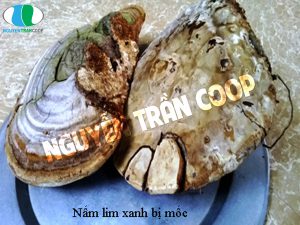 Cảnh báo hậu quả khi dùng Nấm Lim Xanh giá rẻ